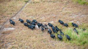 wild pigs