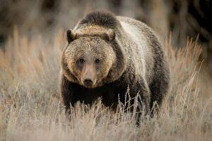 Grizzly bear endangered species act new proposed rule. Working Wild University